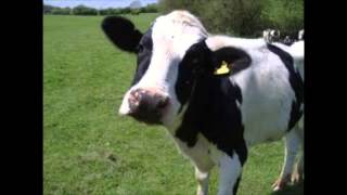 Inspiral Carpets - It&#39;s Only A Paper Moon