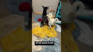 Video preview image #1 Siberian Husky-Unknown Mix Puppy For Sale in Sanford, FL, USA