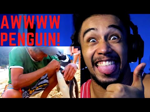 Jinjing The Penguin - Swims 5000 Miles Every Year To Visit The Man Who Saved Him!FIRST TIME REACTION