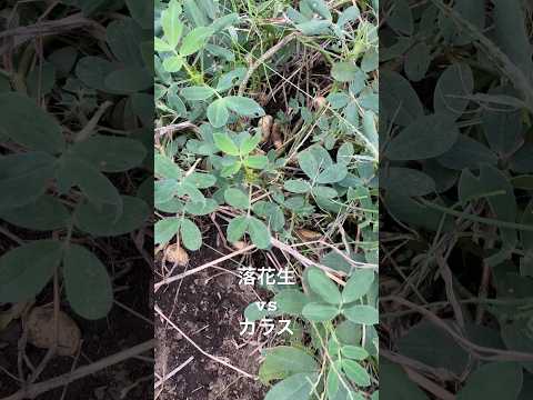 あなたの植物が天然のカリウムを豊富に含む肥料の恩恵を無料で受けられたらどうなるでしょうか?集中！  庭園