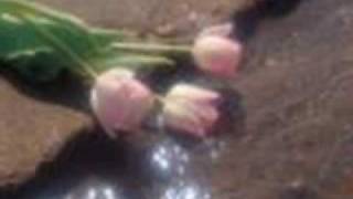 كلمات اغنية توحشتك امانى السويسي