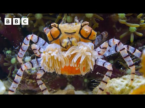 This crab has a jealous rival | Parenthood - BBC