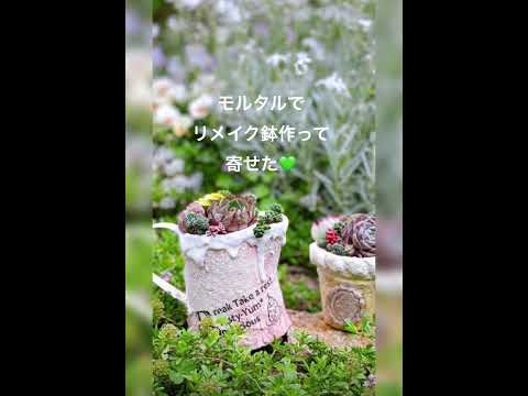 鉢植えと地植えの屋外サボテン：フランスで育てるべきグラフィック品種はどれですか?  庭園