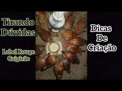 Tirando Duvidas Sobre Criação de Frango Caipirão/Label Rouge