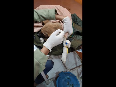 TREATMENT OF CANINE PARVOVIRUS