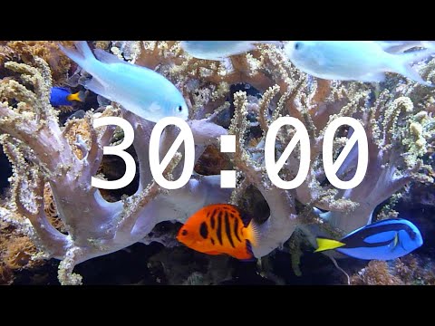 30 Minute Aquarium Countdown Timer |  Ocean Timer | Fish Timer | Relaxing Music