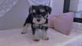 ミニチュアシュナウザーの動画01