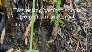 Download lagu Harvesting bamboo shoots in forests  mp3
