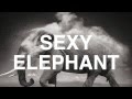 Sexy Elephant (Sweet nothing calvin harris feat ...