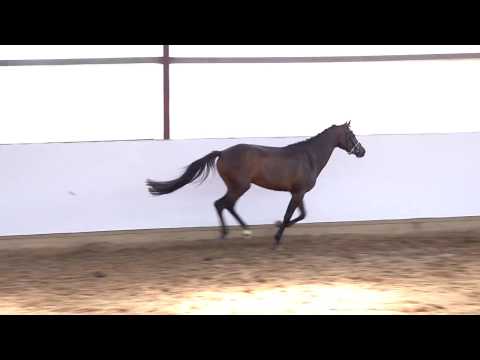 HAPPY BENIRA 3j. braune Stute v. Best Boy - Canonicus