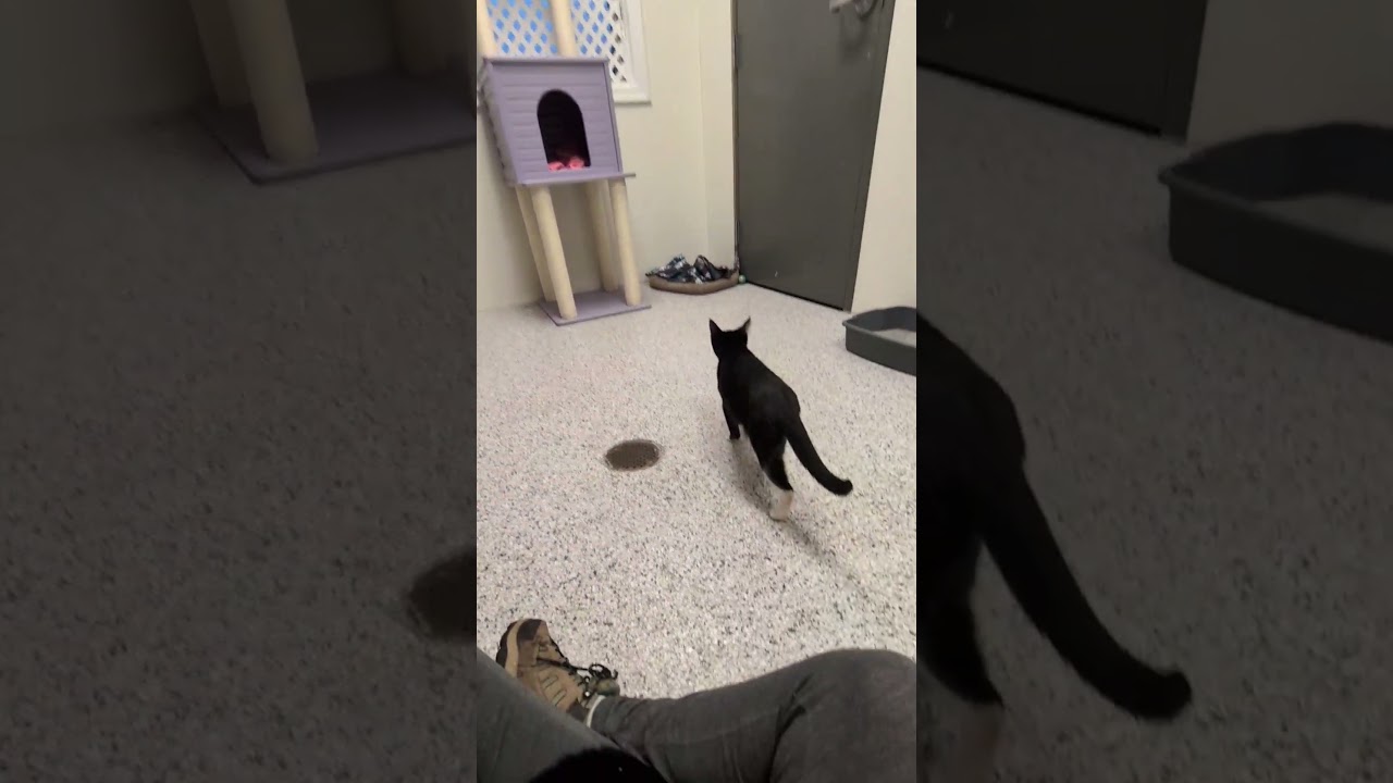 Enlarge Cinder, a Adoptable mixed breed in Mount Carmel, IL video 2/2