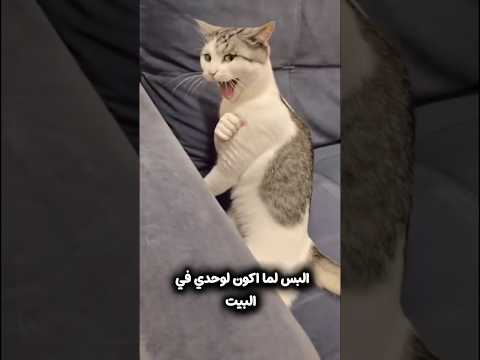القط!😂