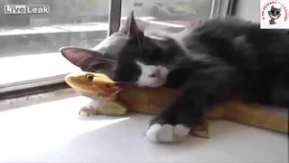 Приколы с животными #26
