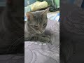Grey Tabby Cat Posing Seriously Shorts