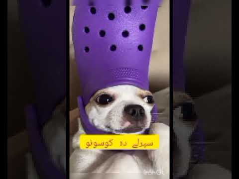 Sparly da kosono Mushira