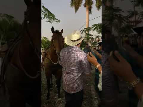 José Gregorio Oquendo - Es Diferente EN VIVO