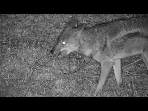 Djuma: Side-striped Jackal drinks at pan then sniffed around on the ground - 00:28 - 06/05/21