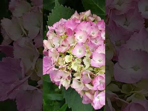 将来の開花を危険にさらさずに、いつどのようにアジサイの頭を切るのですか？  庭園