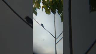 Download lagu ANAK BURUNG SRIGUNTING HITAM mp3 Download lagu ANAK BURUNG SRIGUNTING HITAM mp3