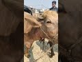 Buri Breed Buffalo