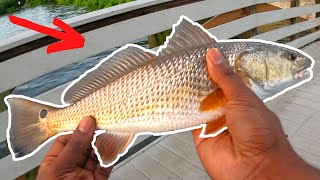 Redfish FRENZY! Fishing Ballast Point Pier In Tampa Bay 🔥🔥