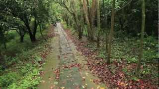 preview picture of video '新竹寶山 迴龍步道 The Trail with Tung Flowers at Baoshan , Hsinchu 2013-04-06'