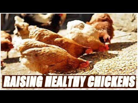 , title : 'Raising Healthy Chickens For The Beginner Farmer'