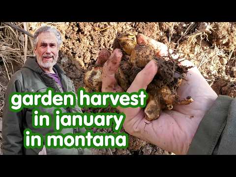 Montana Winter Harvest: Automatic Backyard Food Pump in January