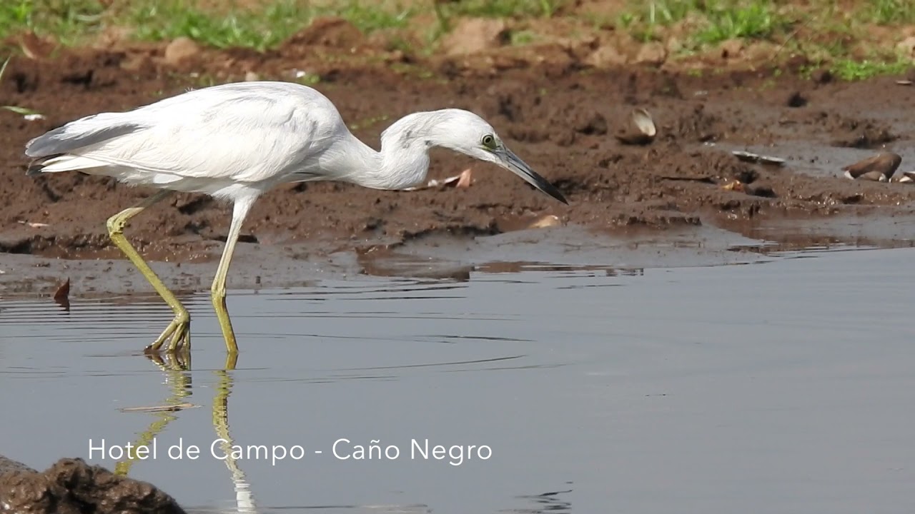 #1 Cano Negro Refuge, the Best birdwatching hotspot in Costa Rica?