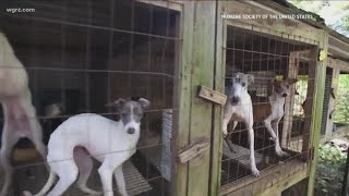 Ban on Selling Dogs, Cats, Rabbits in Pet Stores Now Before State Lawmakers