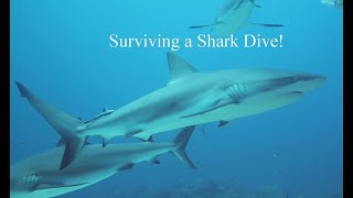 Surviving a Shark Dive!  [Roatan, Honduras]