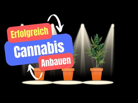 Indoor Cannabis Cultivation: 10 Tips for Great Results! l Legalization of Home Growing