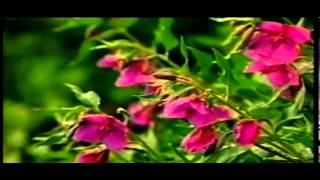 Download lagu Itih S Telaga Remis mp3 Download lagu Itih S Telaga Remis mp3