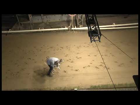 Greyhound 2021 -TRIAL10-19.01.2022