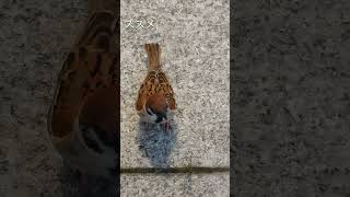 2023.05.25 ポートアイランドで出会った鳥さんたち