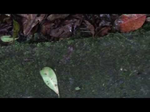 habibur54 - Rainforest in Costa Rica Aerial Tour Part 1