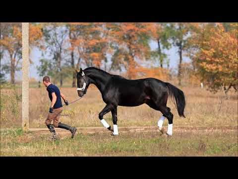 San Advanse (San Amour - Agata) *2016 (sold)