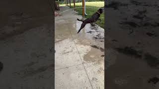 Video preview image #1 American Pit Bull Terrier-Unknown Mix Puppy For Sale in Germantown, OH, USA