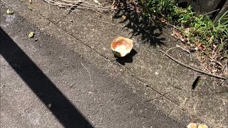 【閲覧注意】凶悪な菌を持った猿がスイカを食い荒らす
