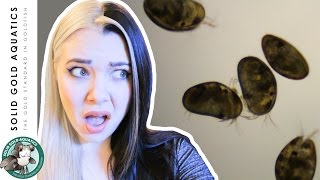 WHAT IS THAT BUG IN MY AQUARIUM?!
