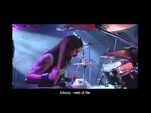 tribuzy- web of life- live