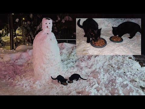 I Walked Through a Snowstorm for Two Black Stray Cats