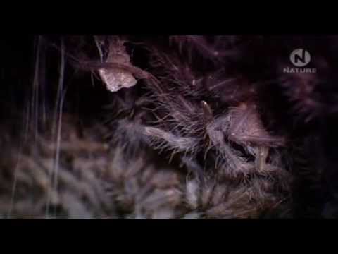 Tarantula - Az Ausztrál pókok királya