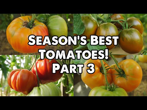 , title : 'THE BEST TOMATO VARIETIES OF THE SEASON!!! PART 3!'