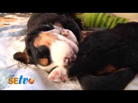 Wunderbare Welpen - Berner Sennen Wurf in Schlamersdorf