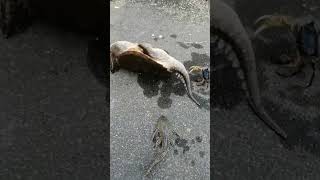 Strongman Crab vs Stuntman Alligator Snapping Turtle