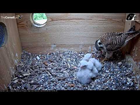 Female Kestrel Steps Back To Feed A Partial Bird To Nestlings – May 28, 2019
