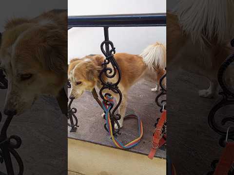 😭💉आज pluto ko चोट लग गई💉 😭#shorts#dogrescue#viral#animal#viralvideo#funny#pets#amazingfacts#minivlog