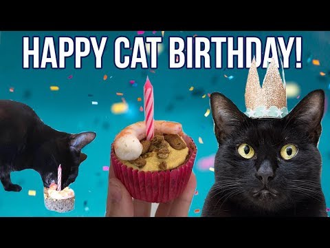 YouTube video about: How to celebrate a cat's birthday?