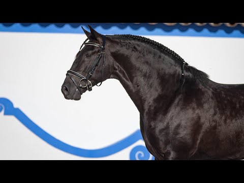 **SOLD** Black Piro Free Licensed Lusitano Stallion (REF# 553)